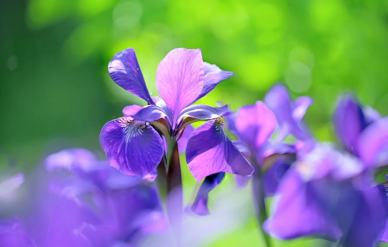 Photo wallpaper light, flowers, spring, green background, lilac, bokeh, iris