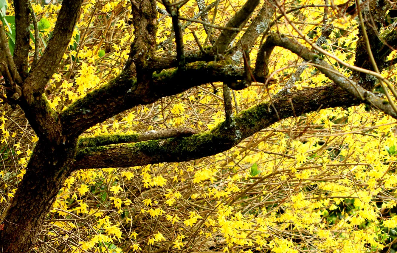 Photo wallpaper autumn, branches, yellow leaves, sunlight