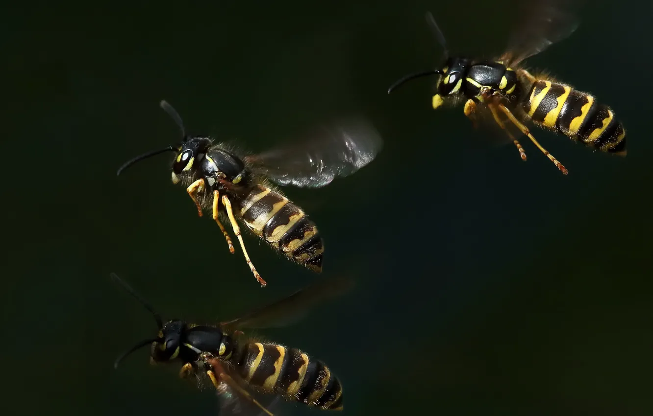 Photo wallpaper macro, background, Wasps