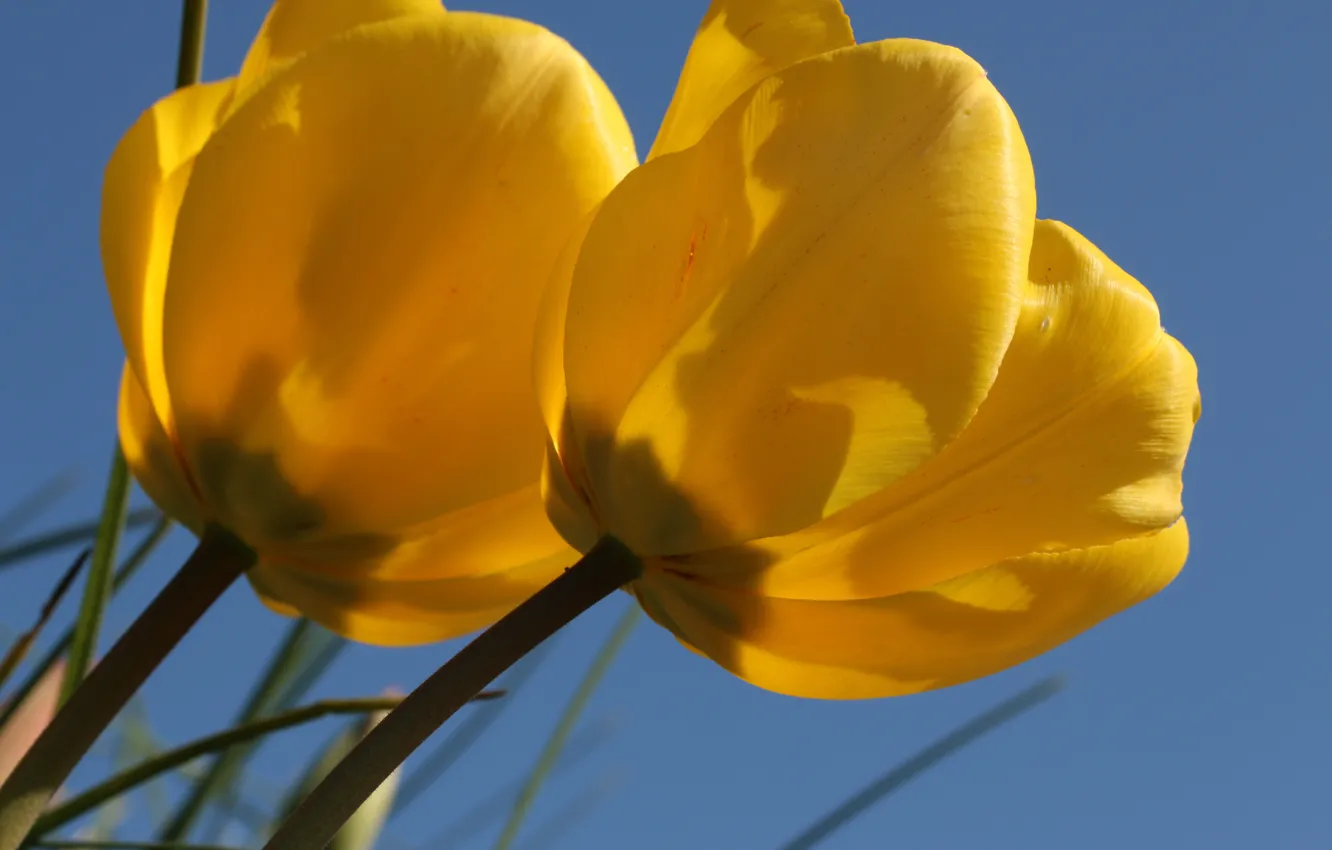 Photo wallpaper macro, tulips, Duo, buds, yellow tulips