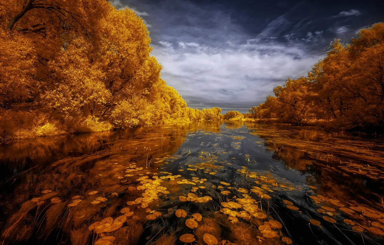 Photo wallpaper trees, autumn, leaves, Water Mirror
