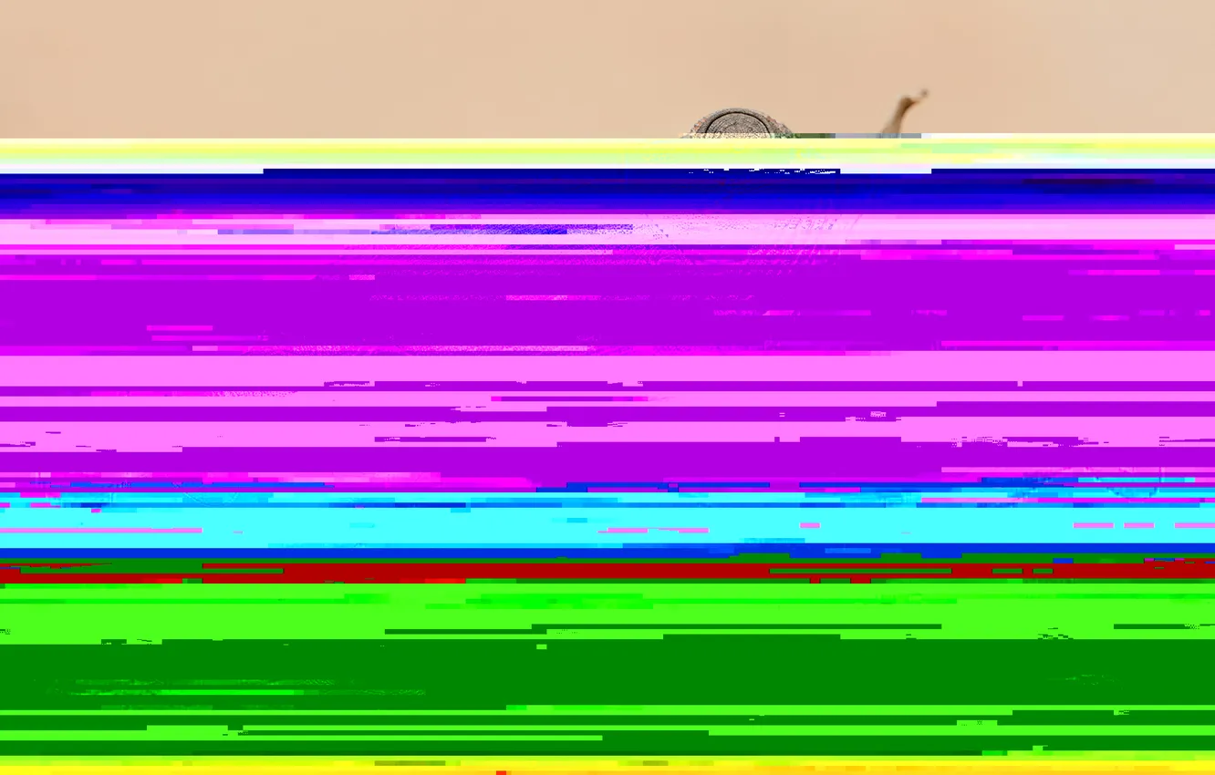 Photo wallpaper nature, background, chameleon