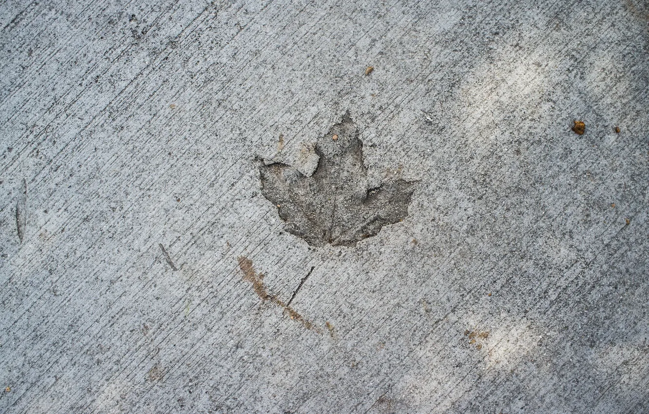 Photo wallpaper leaves, background, texture