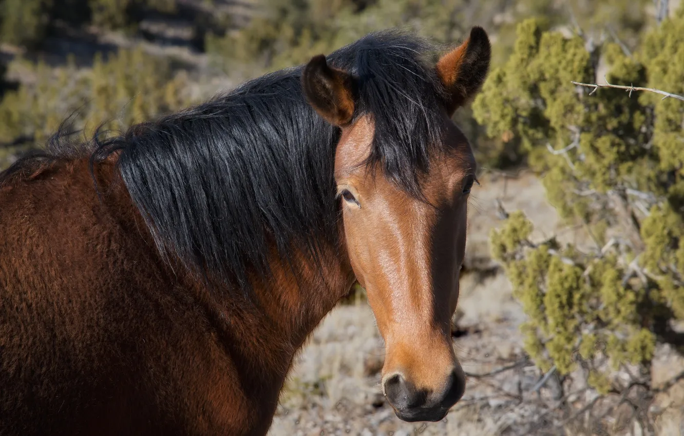 Photo wallpaper look, horse, horse, mane