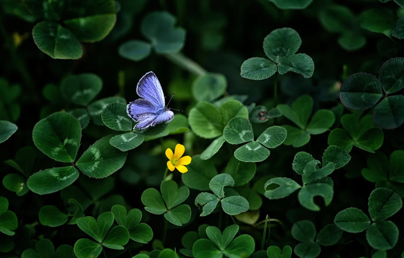 Photo wallpaper flower, grass, yellow, butterfly, blue