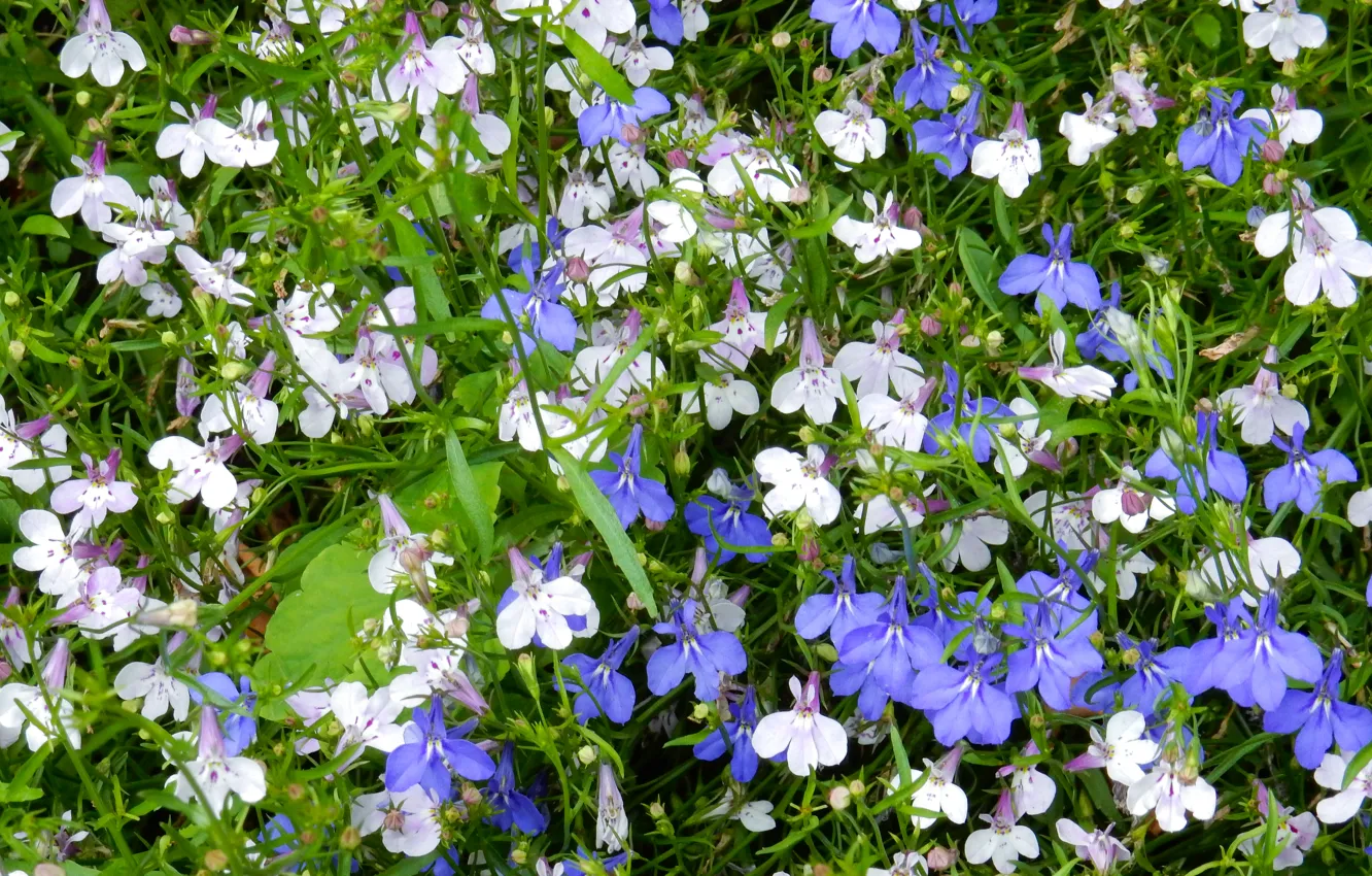 Photo wallpaper grass, flowers, widescreen, Wallpaper, wallpaper, widescreen, background, the Wallpapers