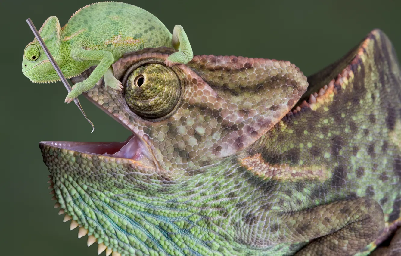 Photo wallpaper animals, chameleon, two