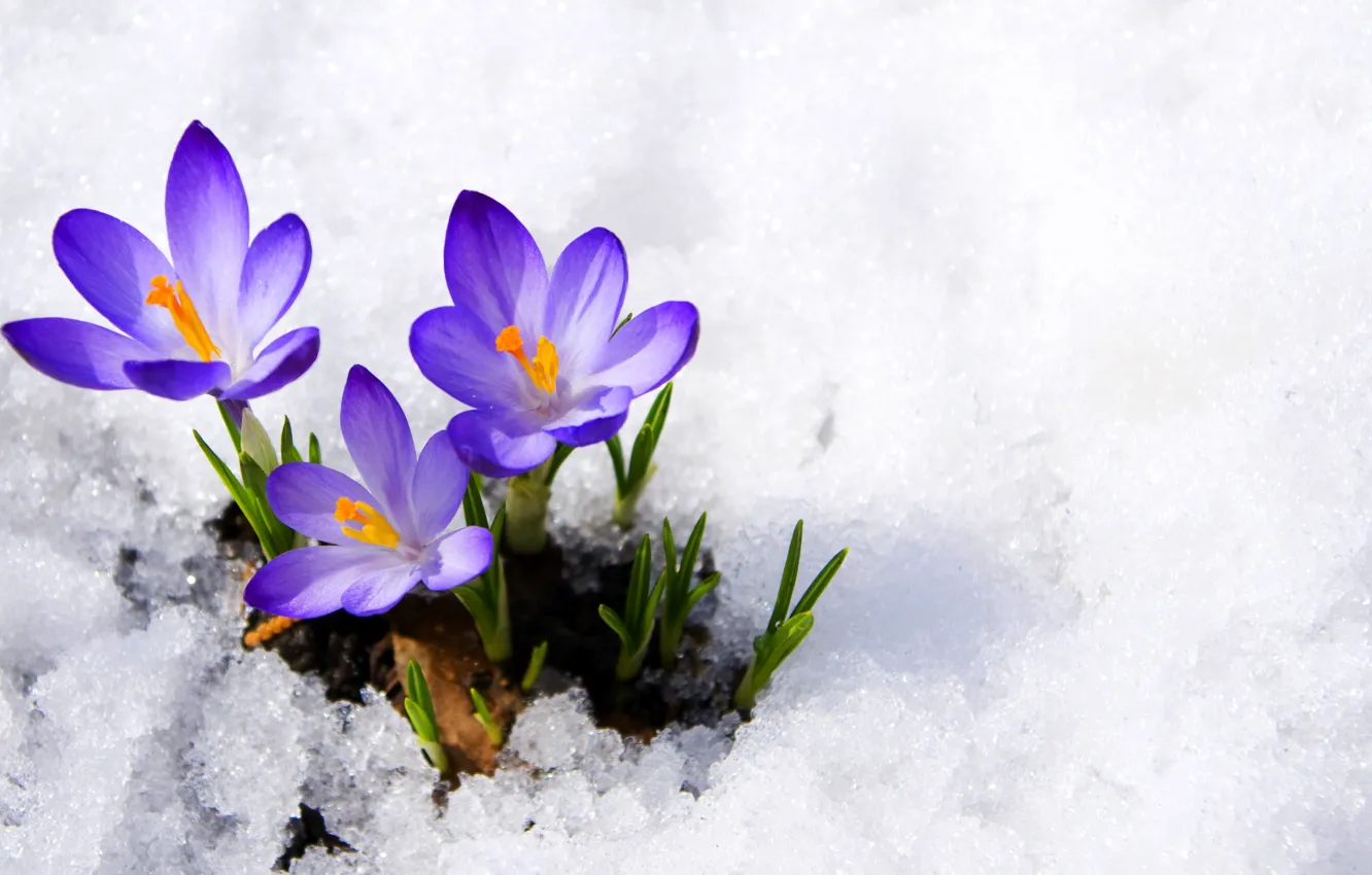 Photo wallpaper purple, macro, snow, flowers, spring, crocuses, buds, flowers