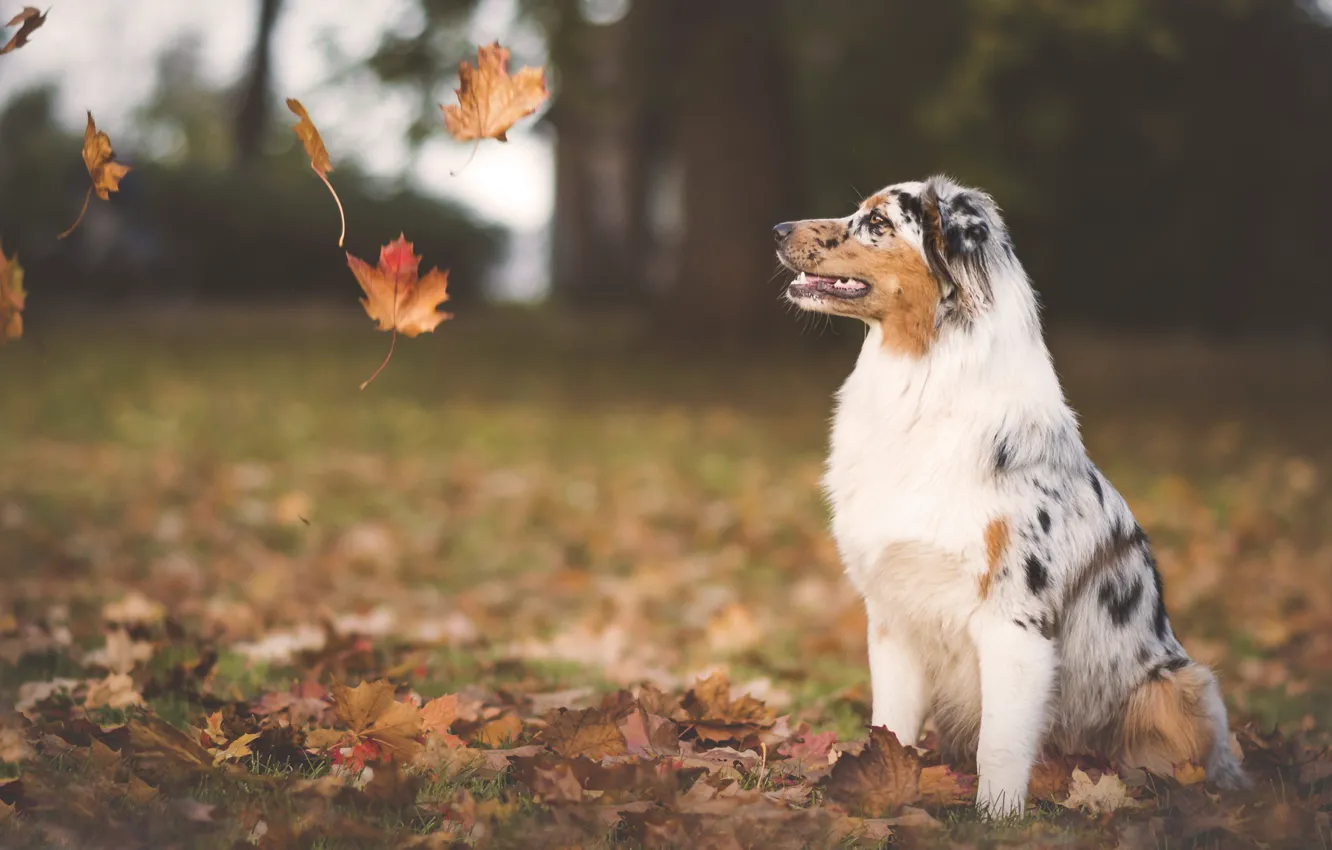 Photo wallpaper autumn, leaves, dog, falling leaves, Wallpaper from lolita777, Aussie
