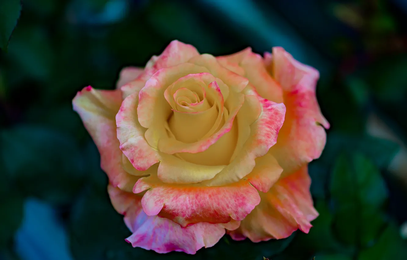 Photo wallpaper flower, macro, nature, rose