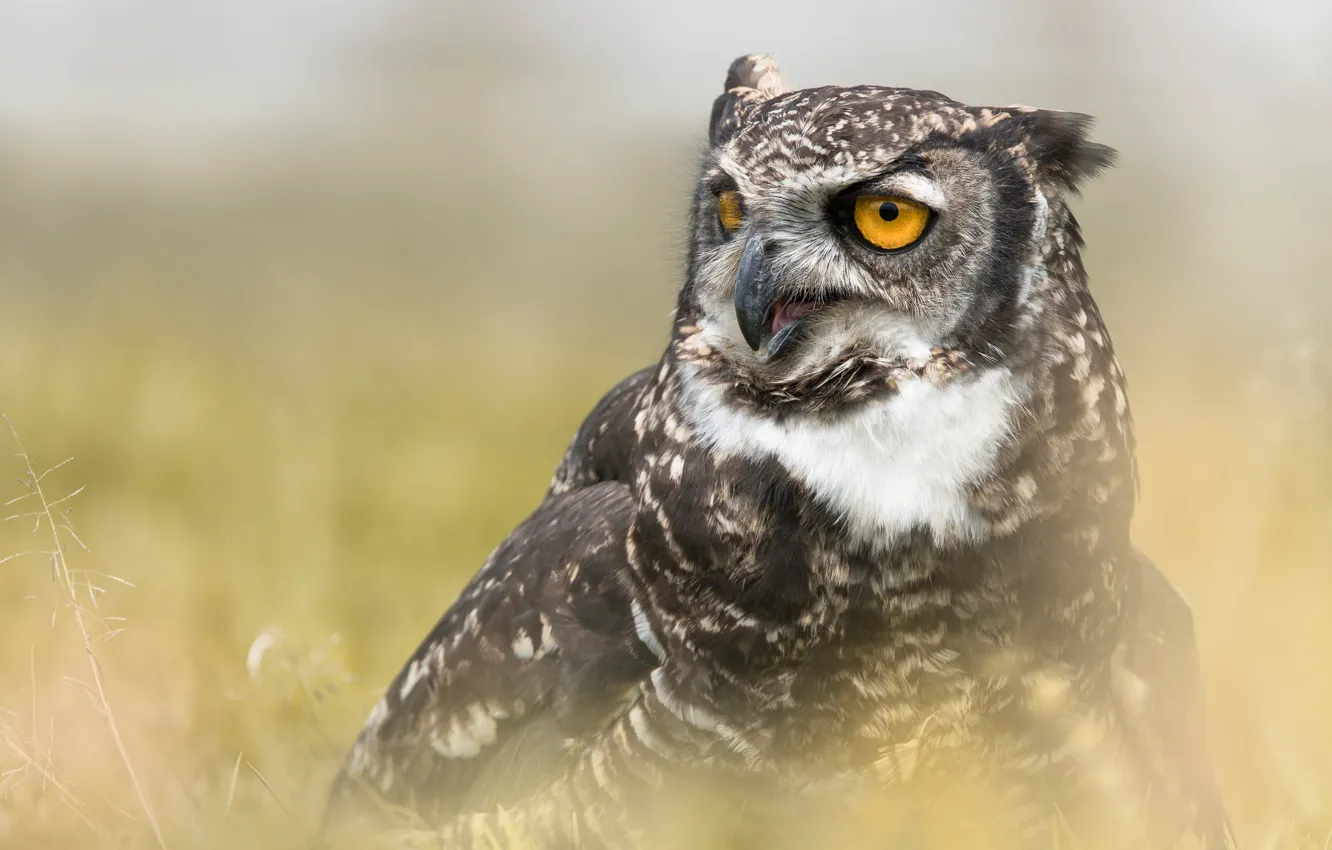 Photo wallpaper look, background, owl, bird, owl