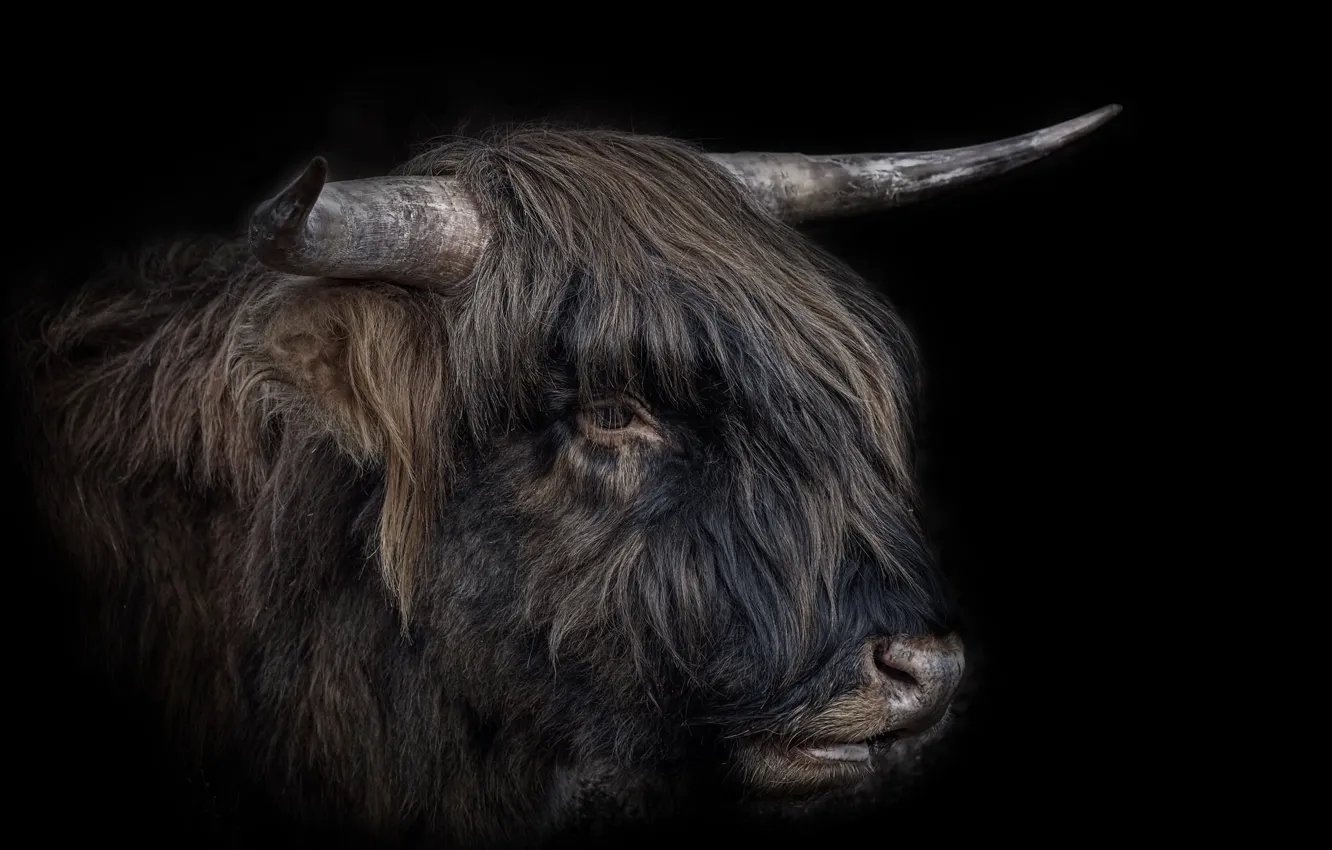 Wallpaper nature, background, cattle for mobile and desktop, section