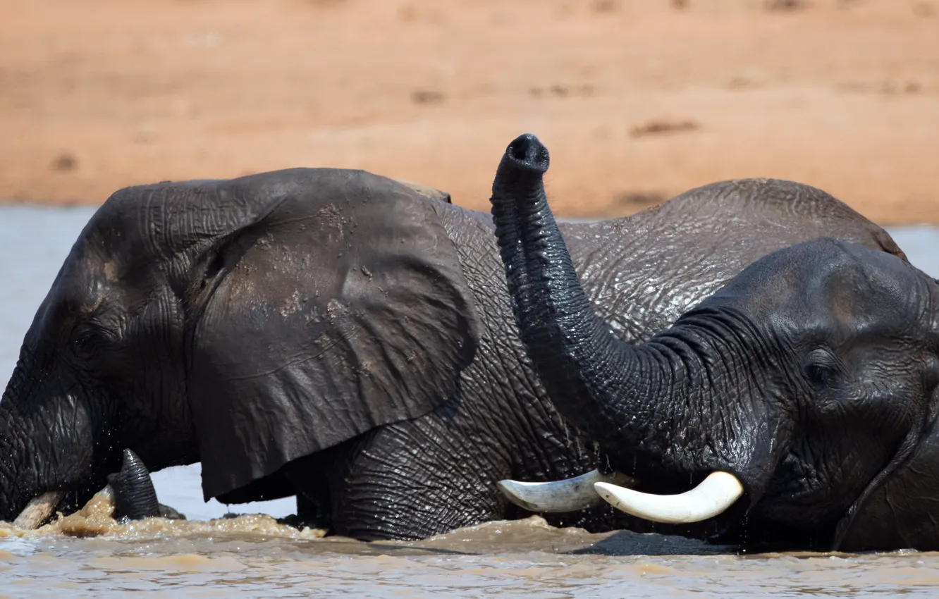 Photo wallpaper water, nature, elephant