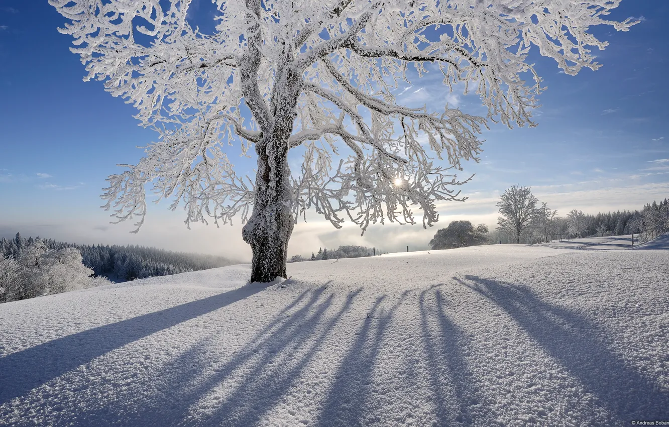 Photo wallpaper the sun, snow, trees