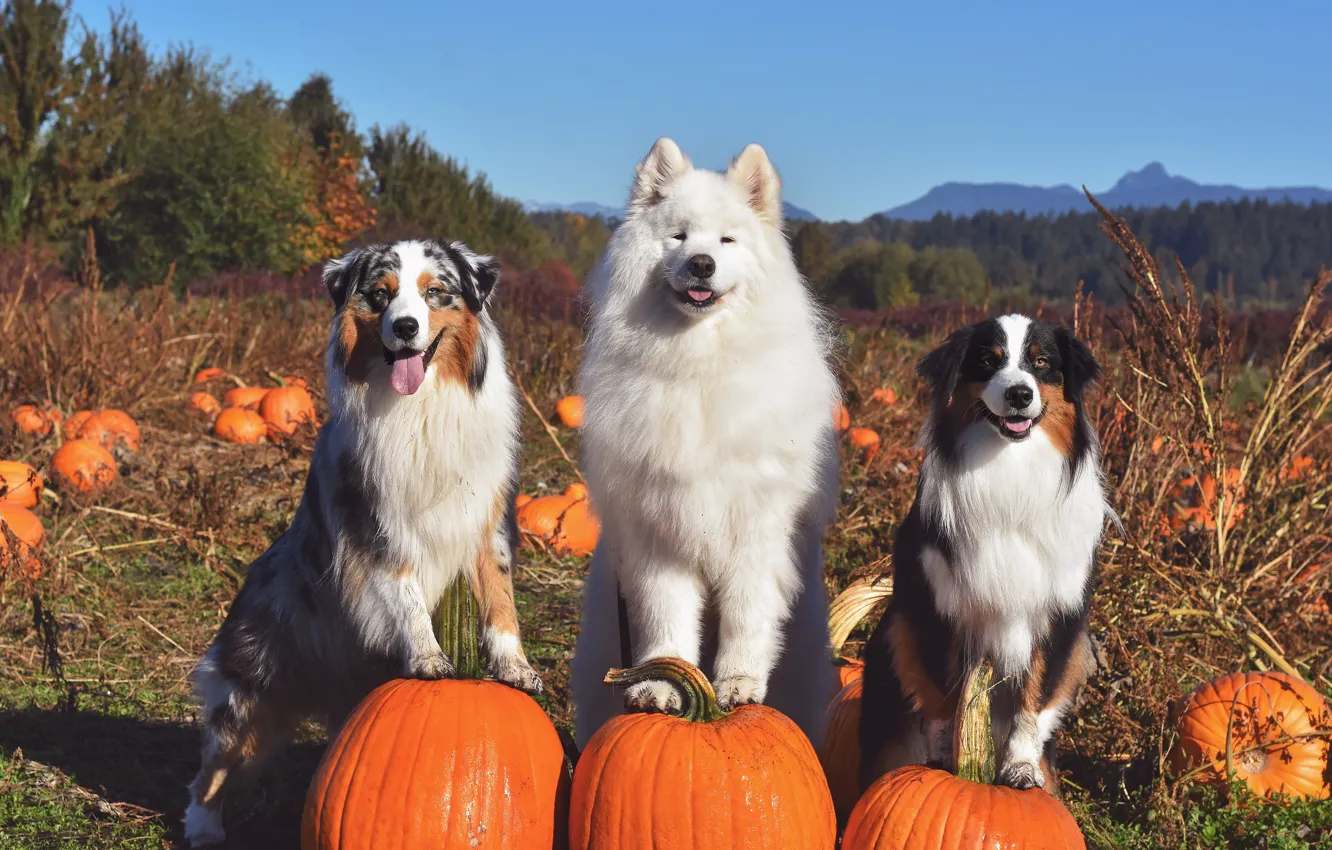 Photo wallpaper pose, look, dog, face, Samoyed