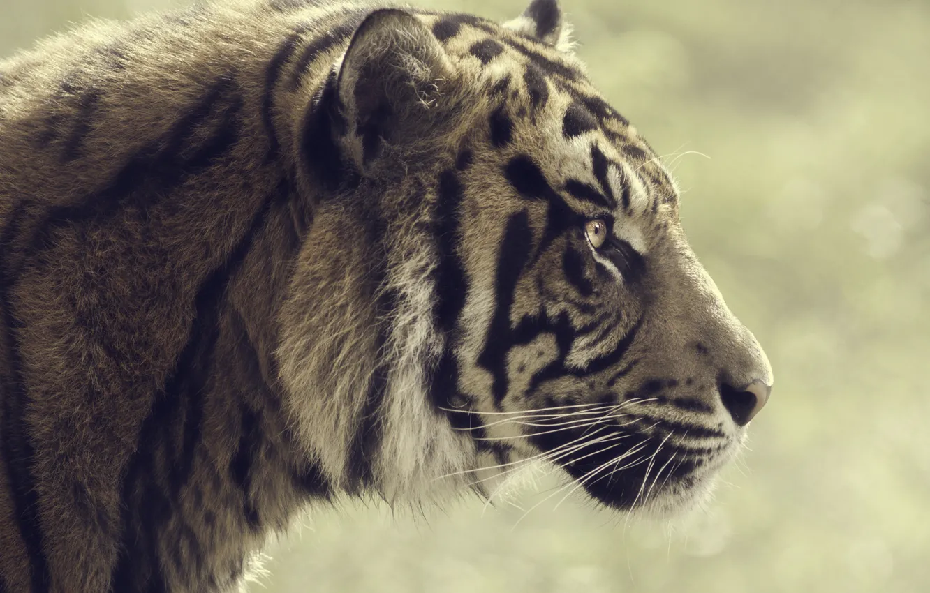 Photo wallpaper tiger, profile, striped