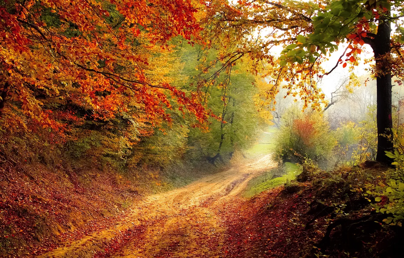 Photo wallpaper light, road, nature, autumn, tree, morning, leaf, Land