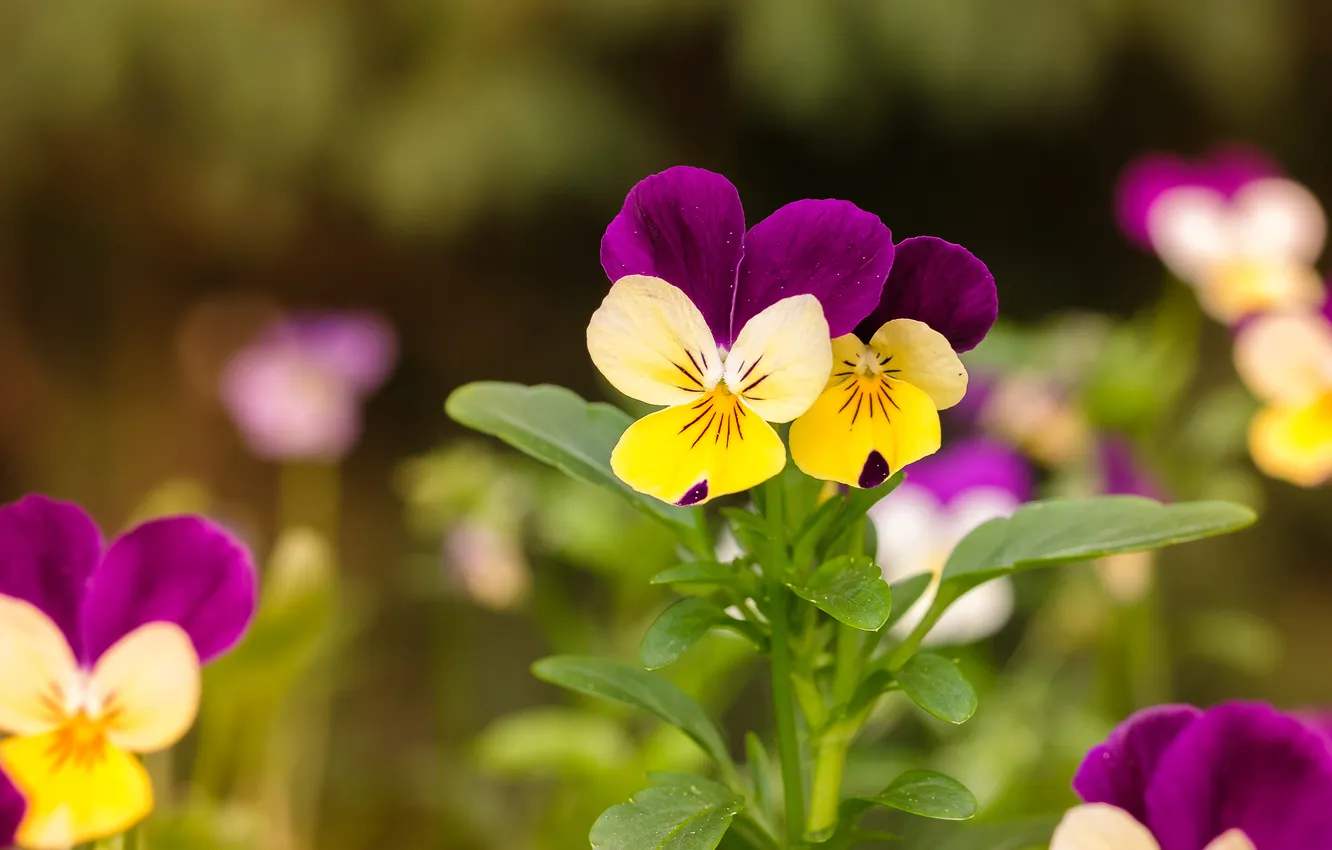Photo wallpaper purple, flowers, spring, Pansy, Duo, flowerbed, blur, bokeh