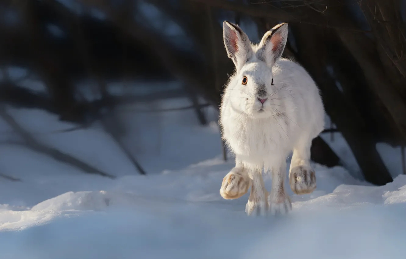 Photo wallpaper winter, snow, hare, Vladimir Morozov, A snowshoe rabbit