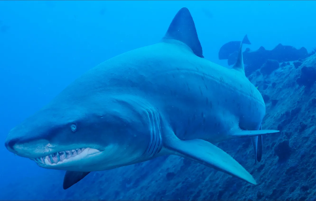 Photo wallpaper animal, predator, shark, underwater, animals, underwater, shark