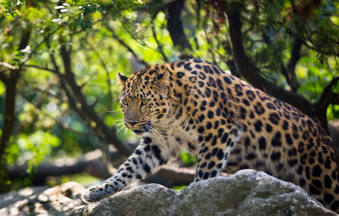 Photo wallpaper predator, wild cat, the Amur leopard