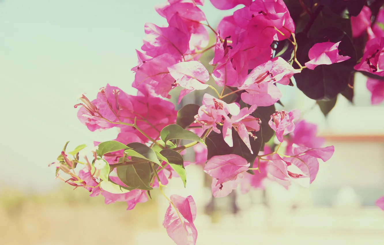 Photo wallpaper flowers, petals, pink