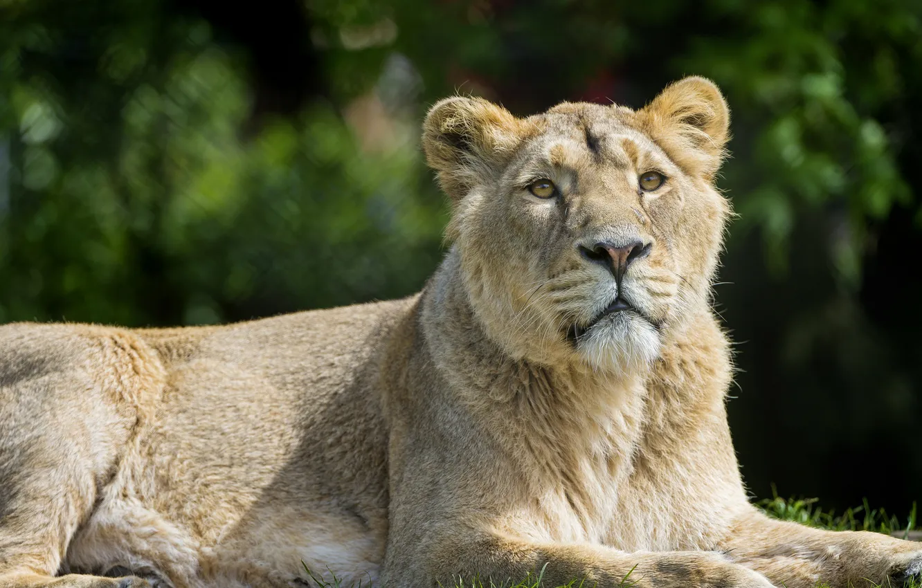 Photo wallpaper cat, look, face, lioness, ©Tambako The Jaguar