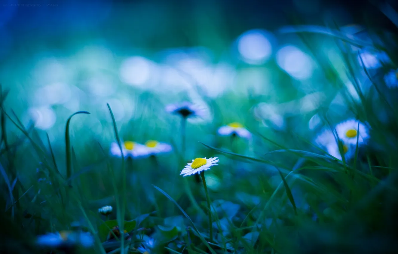 Photo wallpaper grass, glare, glade, chamomile, blur