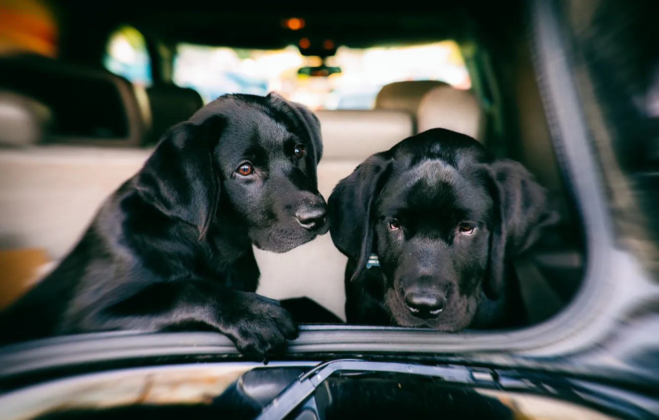 Photo wallpaper machine, each, dog