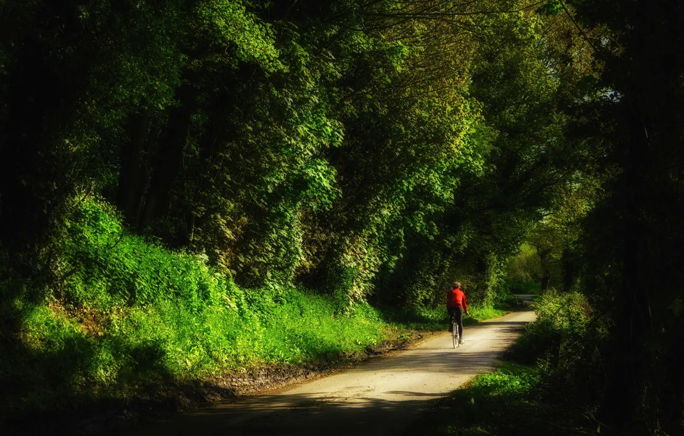 Photo wallpaper forest, nature, sport, cyclist, England, mountain bike, East Sussex, cycling in Sussex