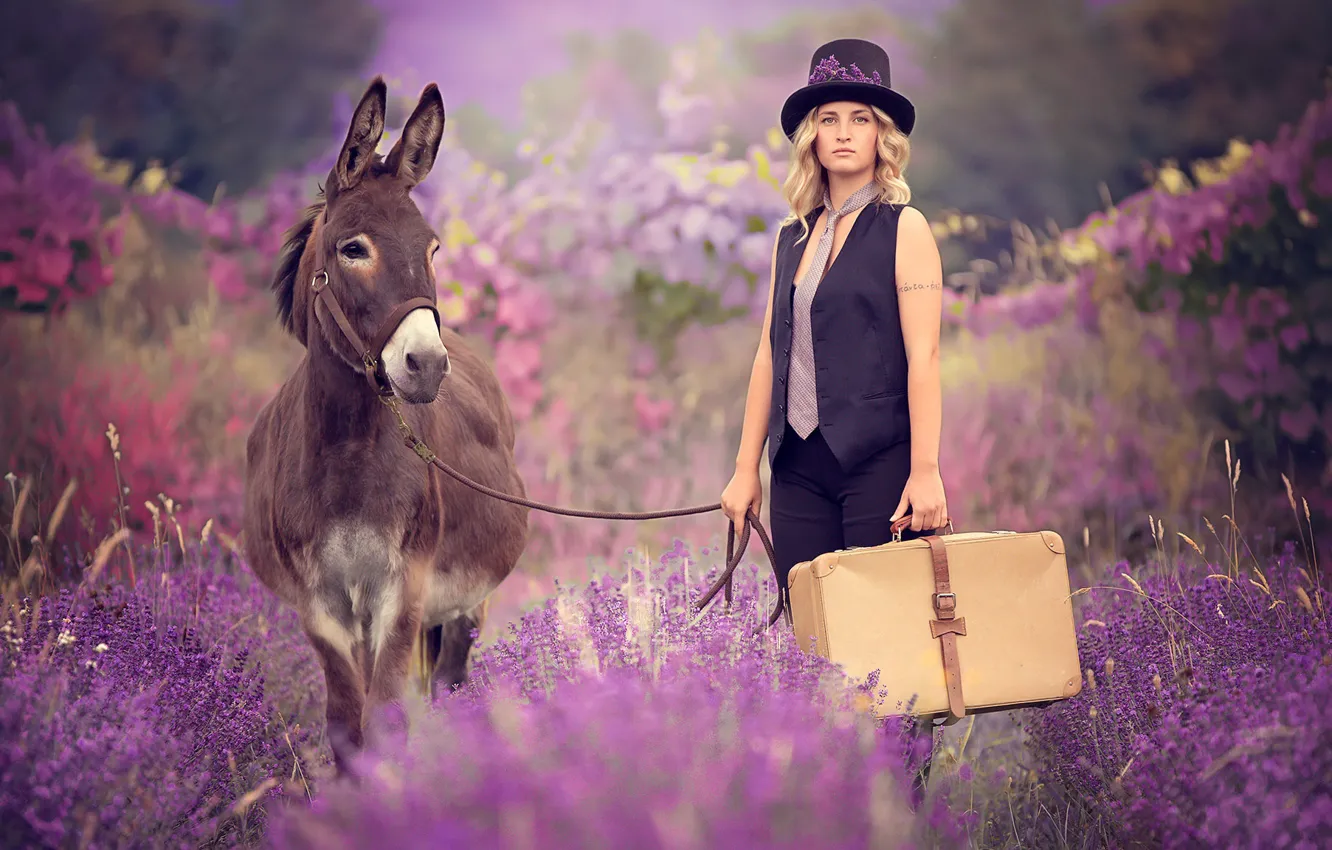 Photo wallpaper girl, suitcase, donkey