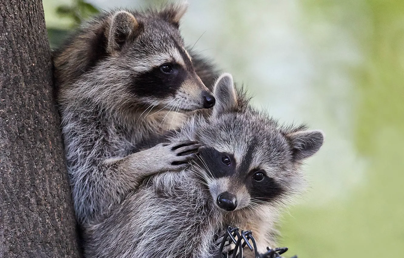 Photo wallpaper a couple, raccoons, two raccoons