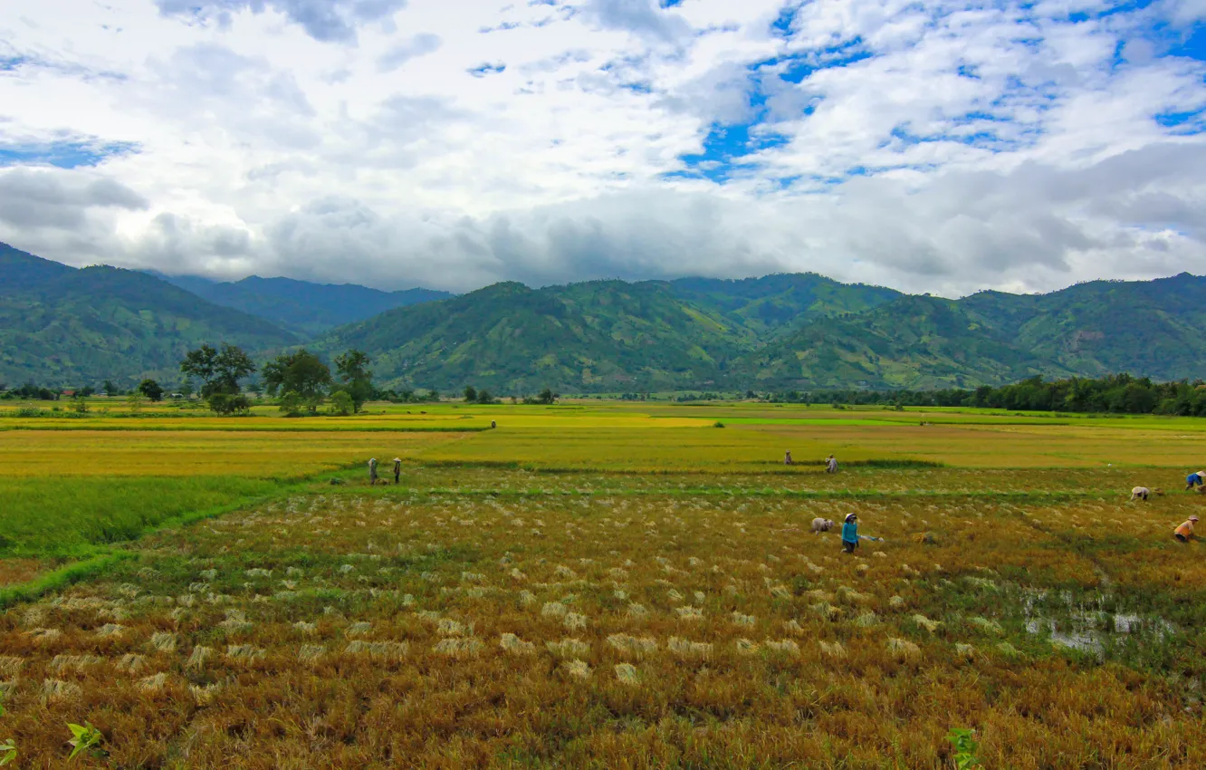 Photo wallpaper Vietnam, rice, farm, moutain, farmer, minutes