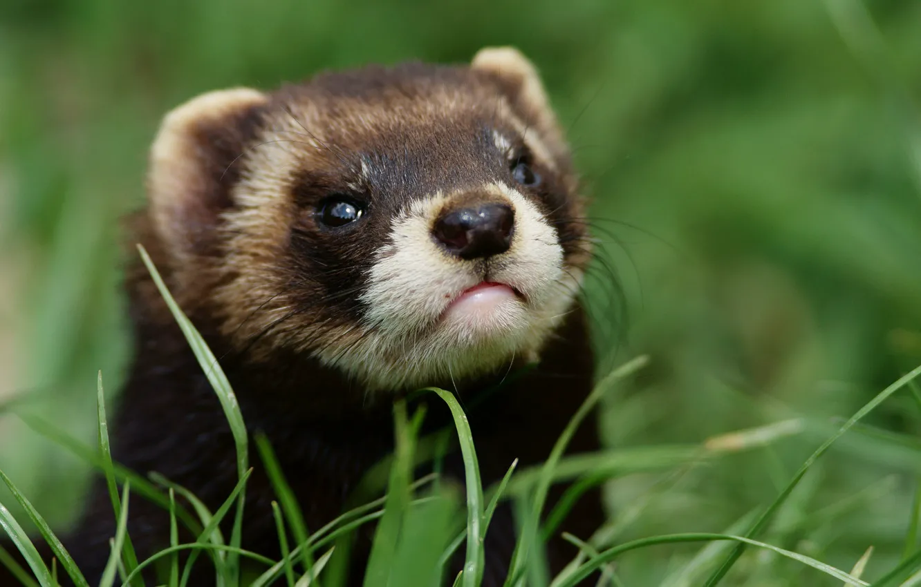 Photo wallpaper grass, muzzle, Freda, ferret