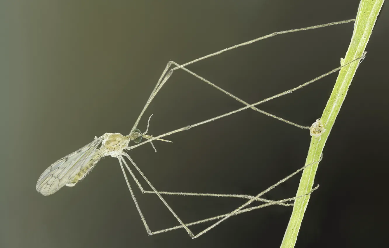 Photo wallpaper macro, background, the mosquito, legs