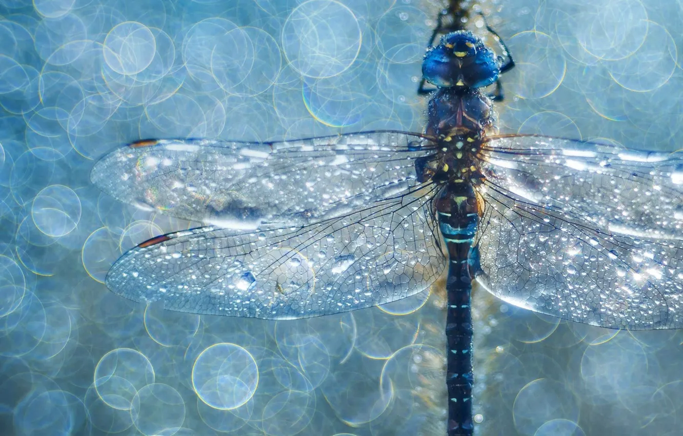 Photo wallpaper drops, dragonfly, insect, rocker blue
