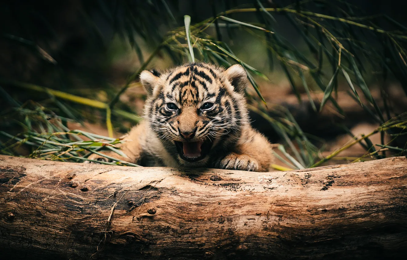 Photo wallpaper cat, tiger, yawns, growls, tiger, By _flowtation