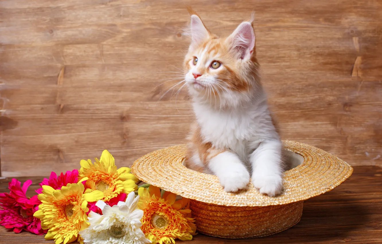 Photo wallpaper flowers, kitty, hat