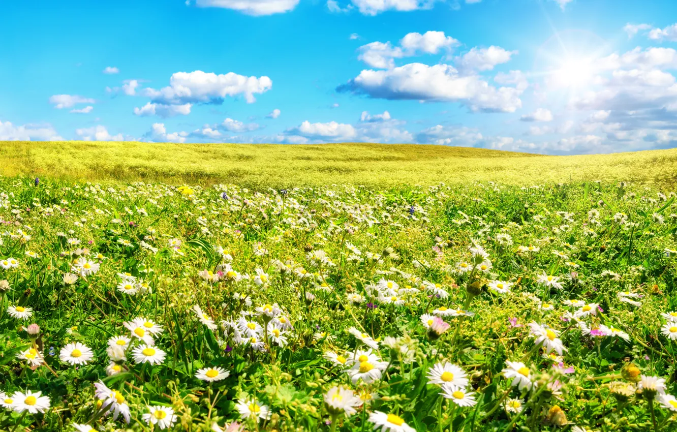 Photo wallpaper field, summer, the sky, grass, the sun, clouds, flowers, chamomile