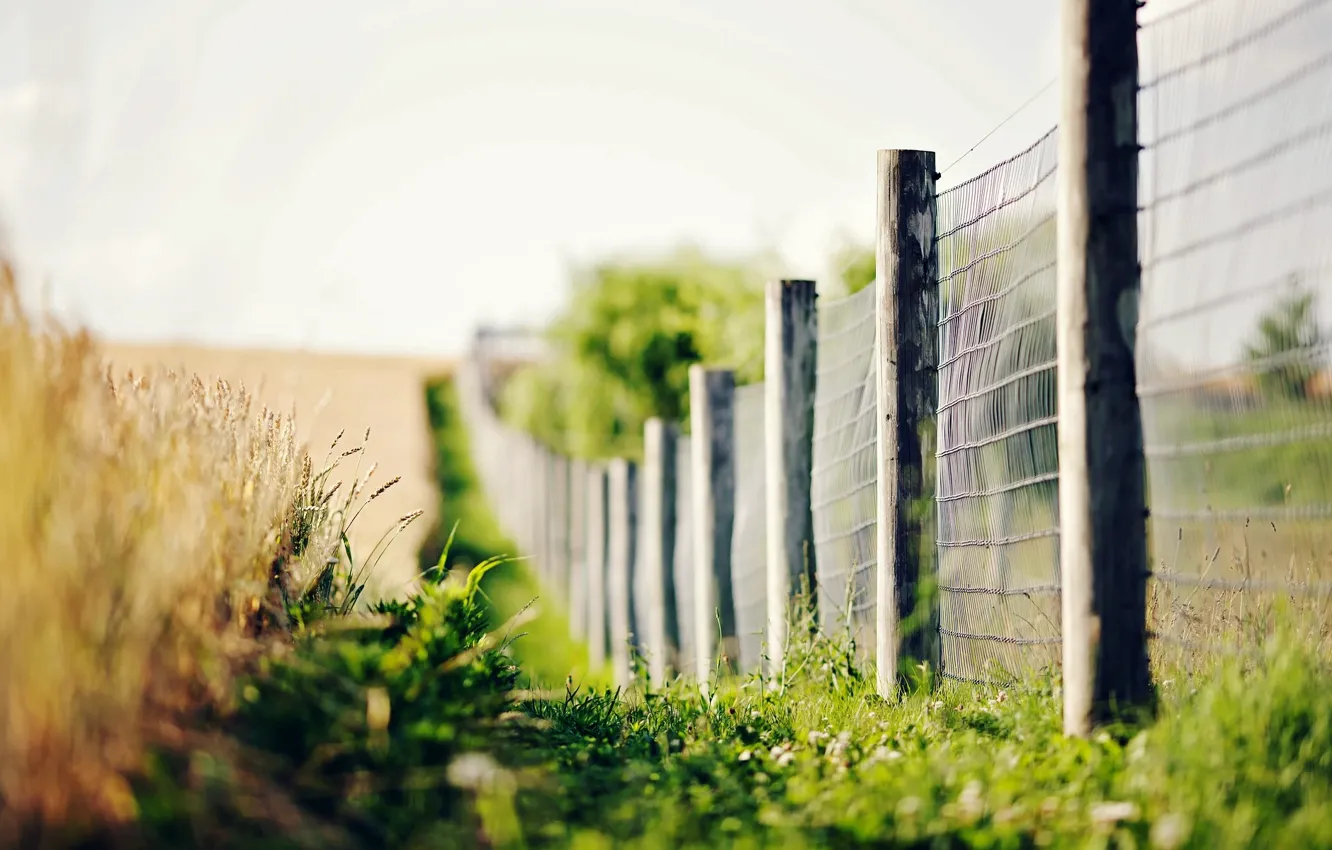 Photo wallpaper greens, grass, macro, flowers, background, widescreen, Wallpaper, the fence
