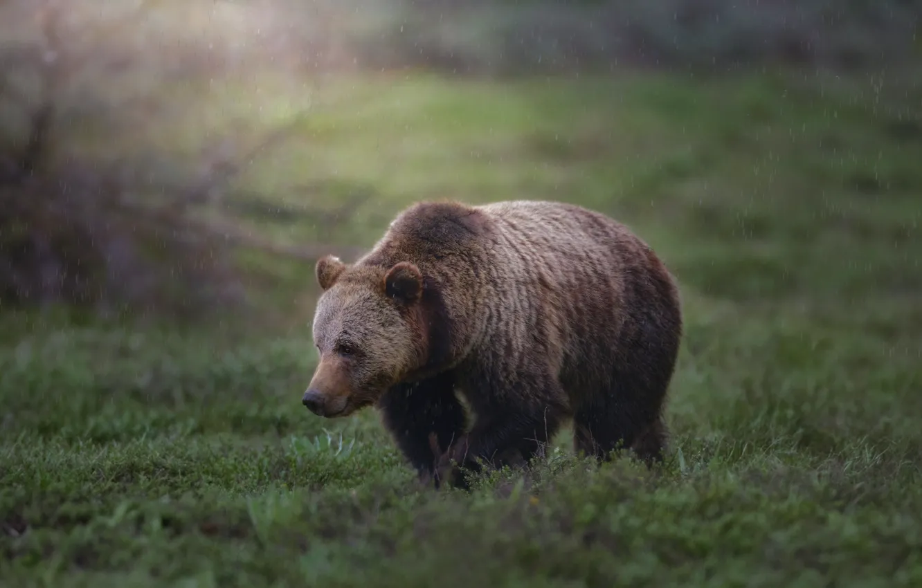 Photo wallpaper grass, nature, rain, glade, bear, walk, bokeh, brown