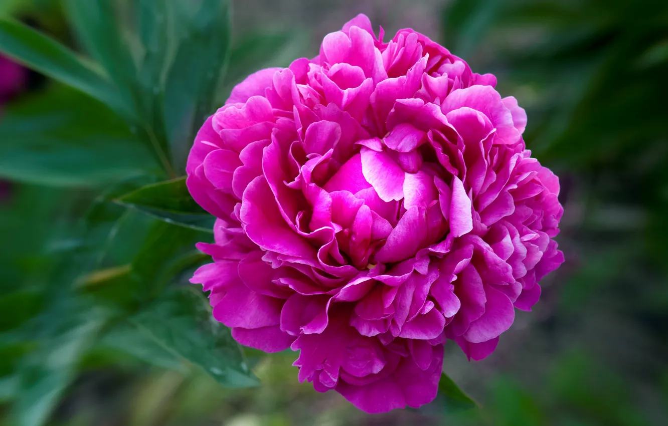 Photo wallpaper macro, petals, garden, buds, peonies