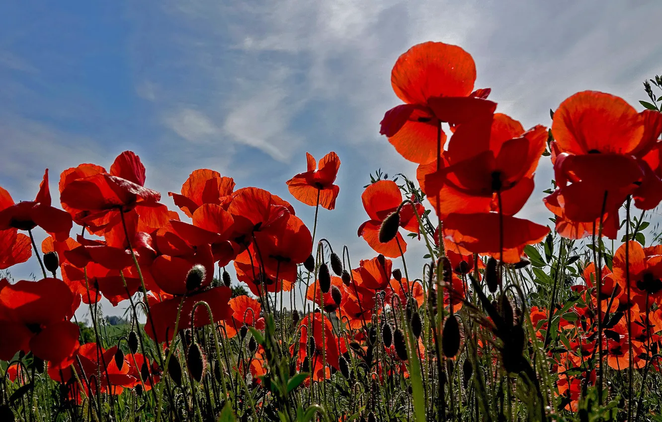 Photo wallpaper field, summer, the sky, Maki