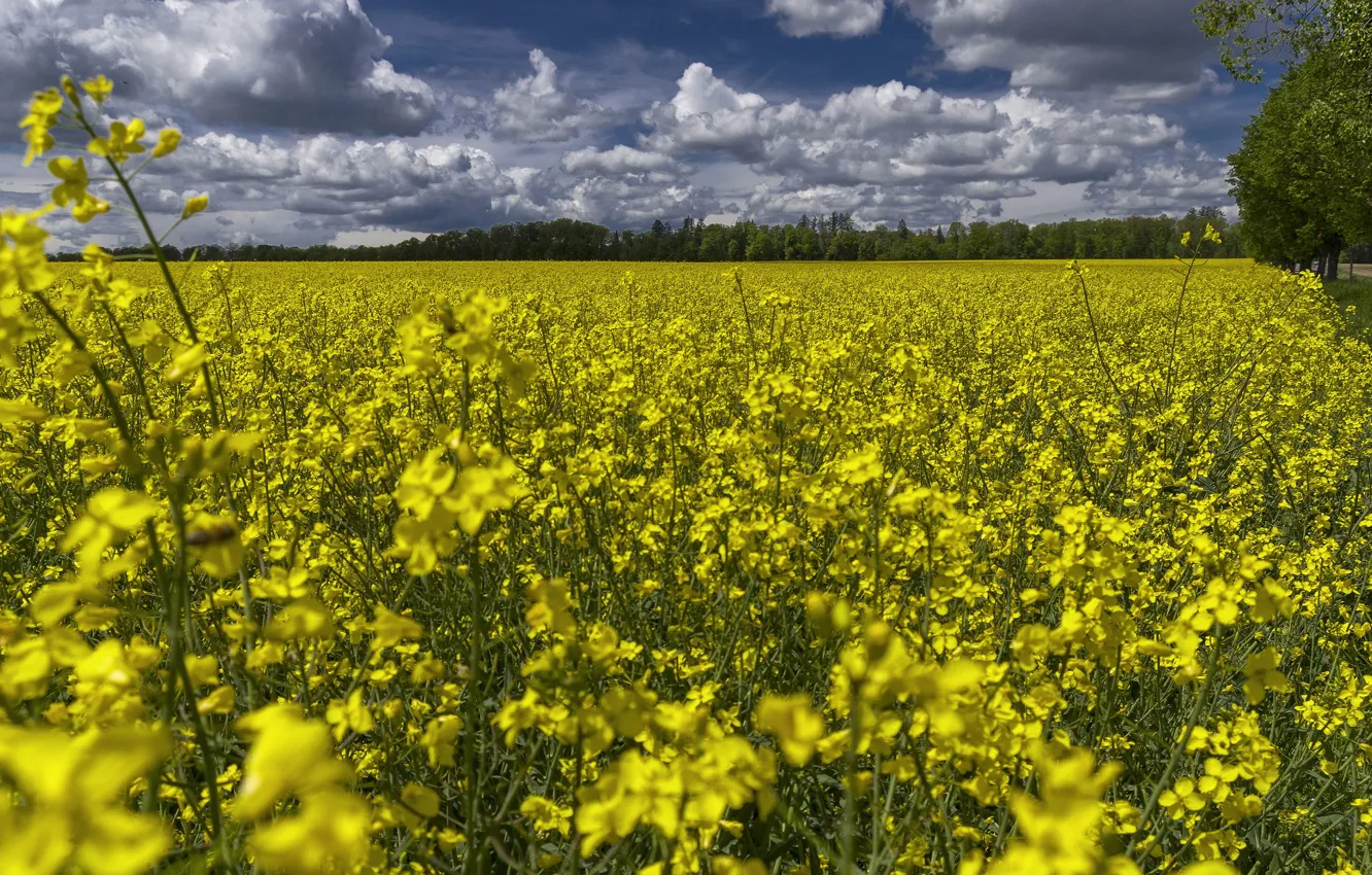 Photo wallpaper field, the sky, clouds, flowers, yellow, a lot, rape, rapeseed field