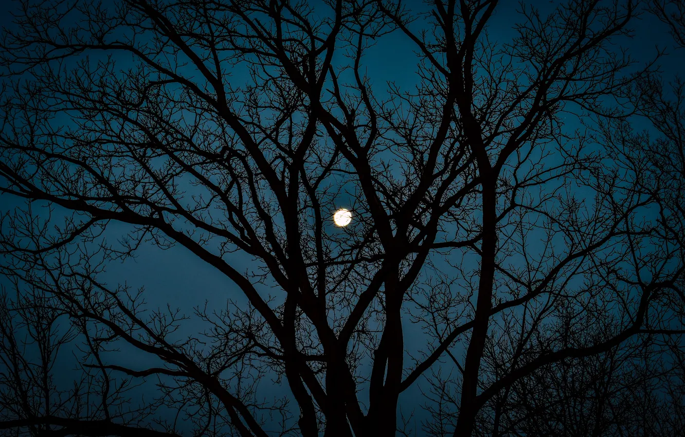 Photo wallpaper the sky, trees, night, nature, the moon