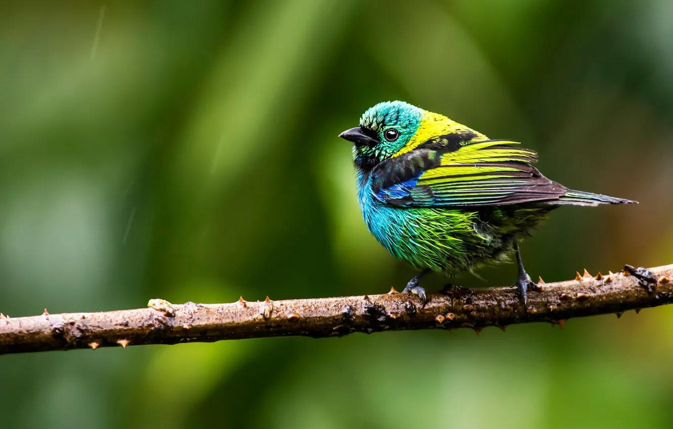 Photo wallpaper branches, green, background, bird, bright, bird, colorful
