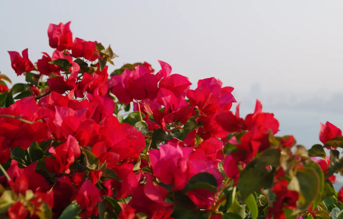 Photo wallpaper flowers, plant, Thailand