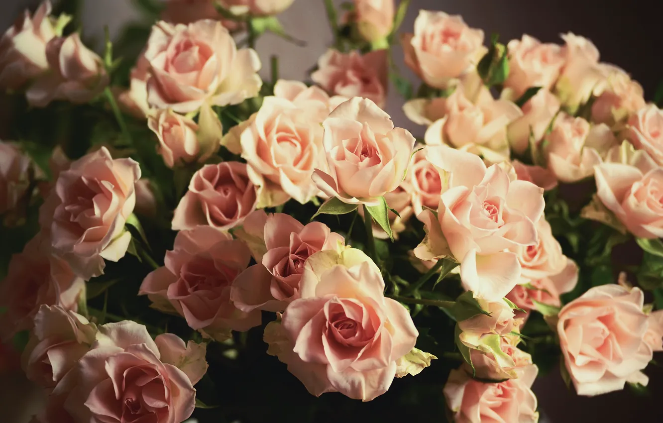 Photo wallpaper flowers, roses, bouquet, petals, pink, buds