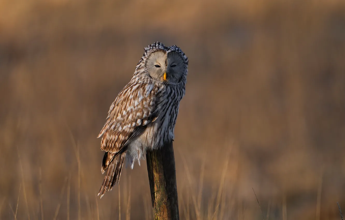 Photo wallpaper field, light, nature, owl, bird, posts