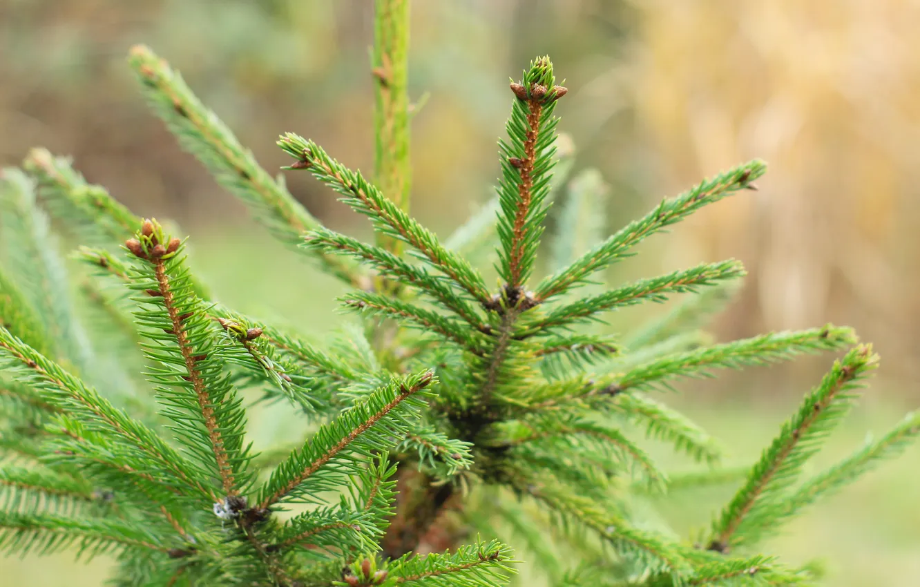Photo wallpaper tree, spruce, twig